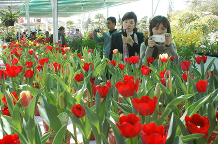 International bonsai and flower exhibition open in Da Lat